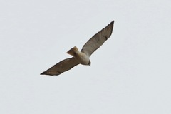 Buteo jamaicensis fuertesi