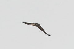 Buteo jamaicensis fuertesi