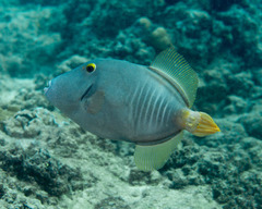 Cantherhines dumerilii