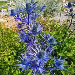 Eryngium alpinum