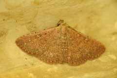 Cerynea punctilinealis