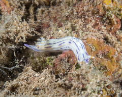 Hypselodoris bertschi