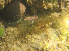 Palaemon affinis