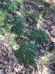 Albizia brevifolia