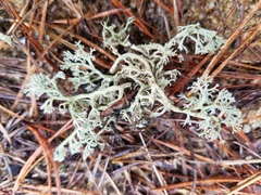 Cladonia submitis