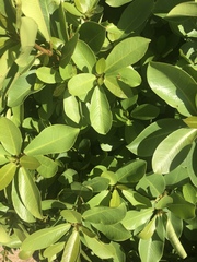Ficus burkei