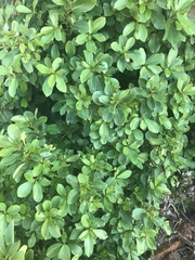 Ficus burkei