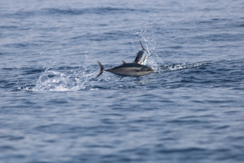Thunnus alalunga