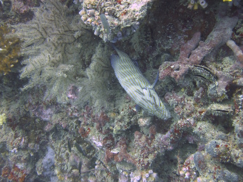 Cephalopholis formosa