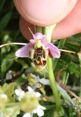 Ophrys oestrifera
