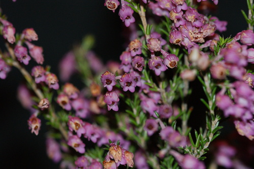 Image of Erica Acuta (Erica acuta) by (c) Michael D. Pirie, some rights reserved (CC BY)