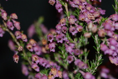 Erica acuta