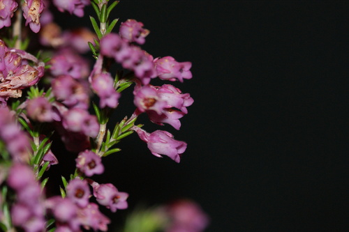 Image of Erica Acuta (Erica acuta) by (c) Michael D. Pirie, some rights reserved (CC BY)