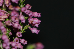 Erica acuta