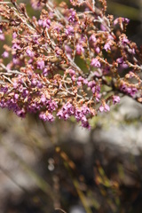 Erica adnata