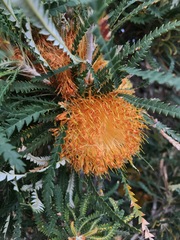 Banksia formosa