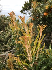 Banksia formosa