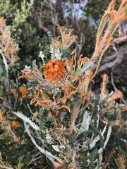 Banksia formosa
