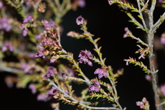 Erica adnata