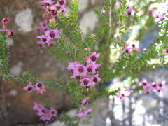 Erica adnata