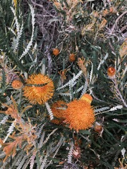 Banksia formosa