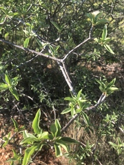 Rotheca wildii glabra
