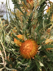 Banksia formosa