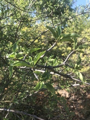 Rotheca wildii glabra
