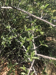 Rotheca wildii glabra