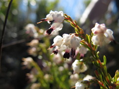 Erica amphigena