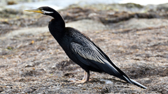Anhinga novaehollandiae