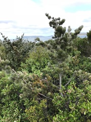 Adenanthos sericeus