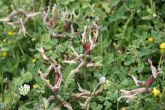 Astragalus suberosus haarbachii