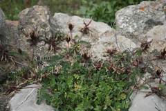 Astragalus suberosus haarbachii