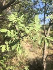 Commiphora mollis