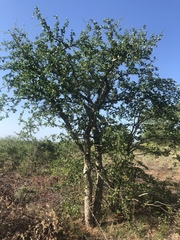 Commiphora glandulosa