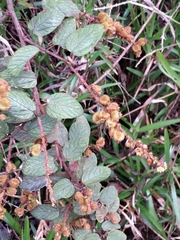 Gouania phillipsonii