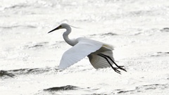 Egretta garzetta nigripes