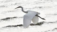 Egretta garzetta nigripes