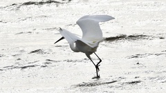 Egretta garzetta nigripes