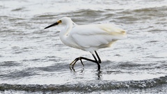 Egretta garzetta nigripes