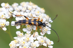 Strangalia attenuata