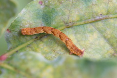Cyclophora albipunctata