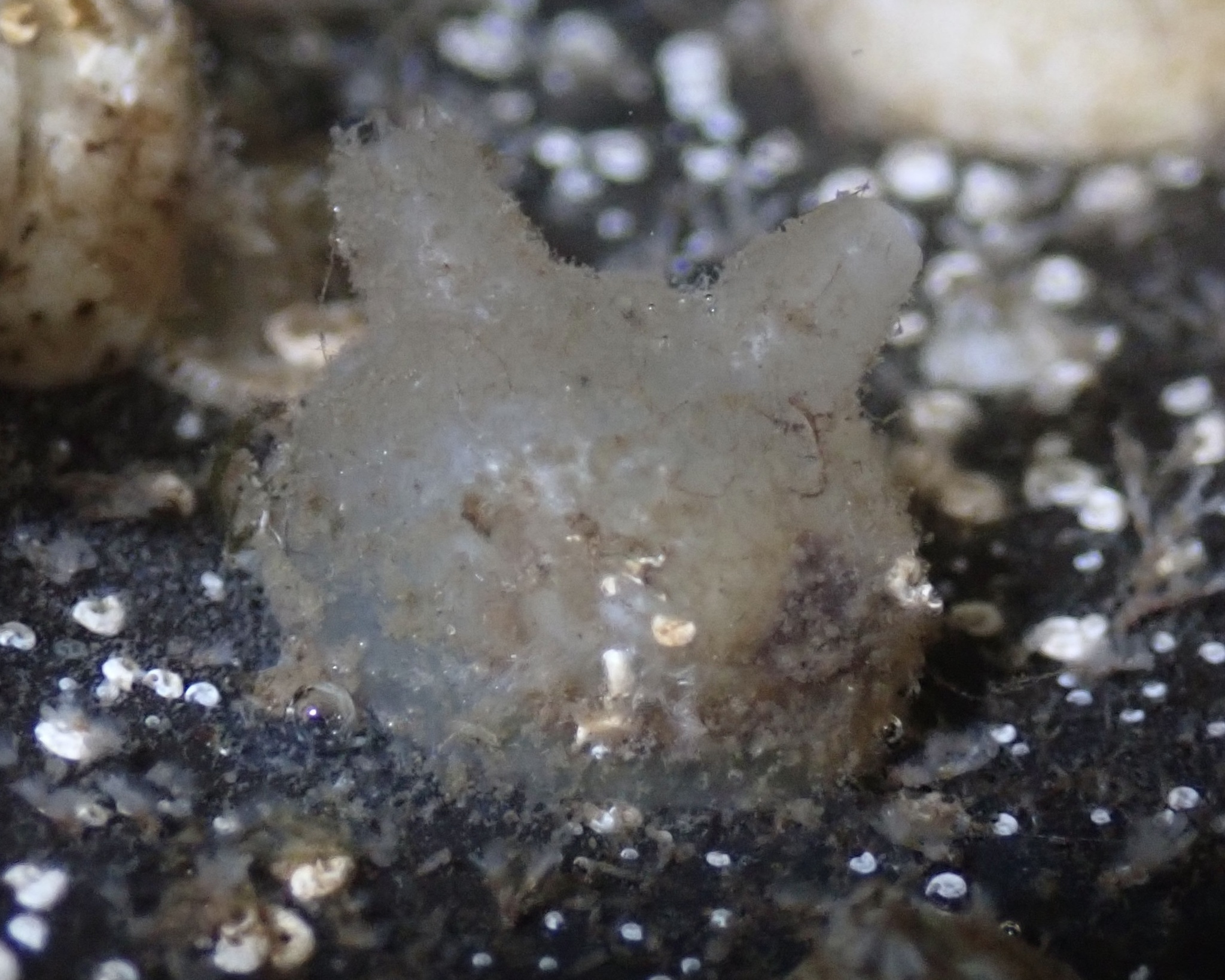 Molgula manhattensis (De Kay, 1843)
