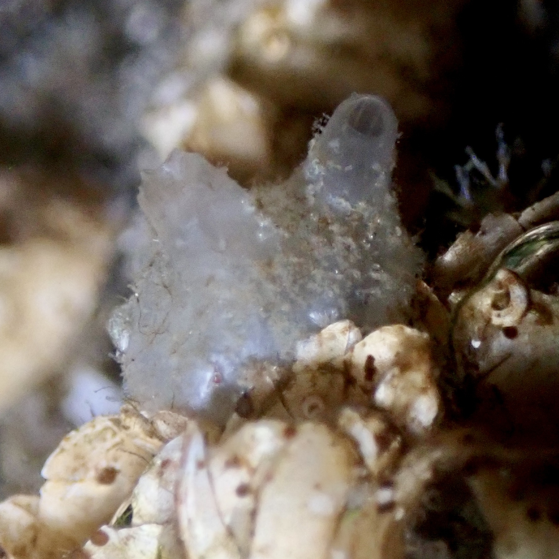 Molgula manhattensis (De Kay, 1843)