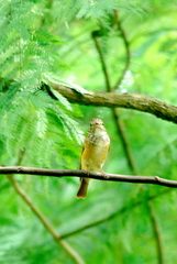 Muscicapa ferruginea