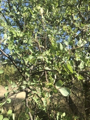 Commiphora tenuipetiolata