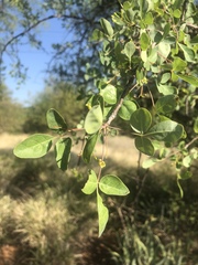 Commiphora tenuipetiolata