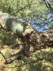 Commiphora tenuipetiolata