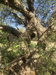 Commiphora tenuipetiolata